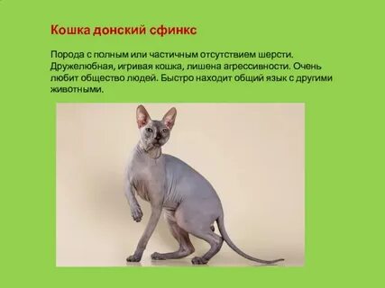Кто или что такое сфинкс