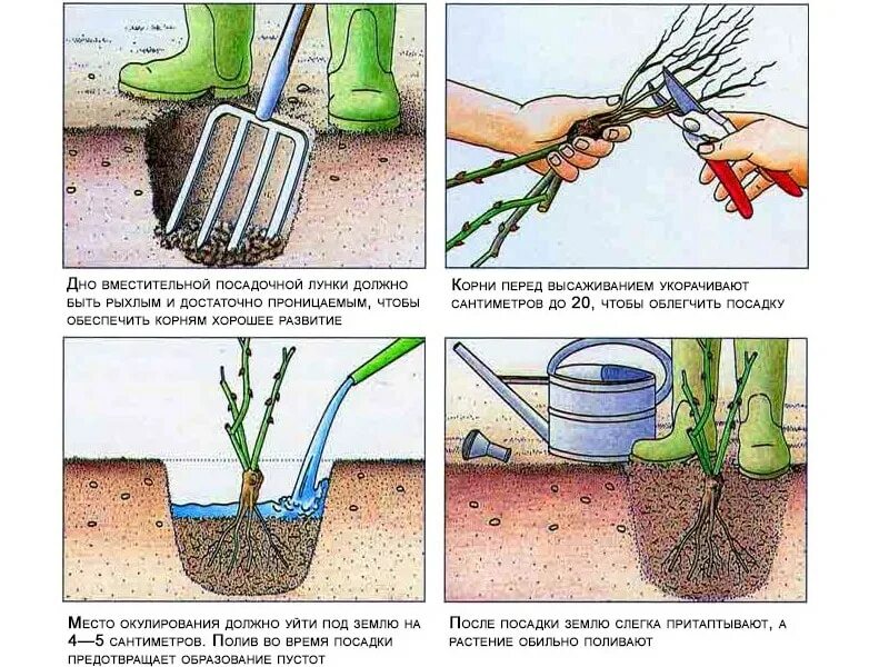 Как посадить саженец розы в горшок. Посадка роз осенью в открытый грунт. Посадка роз агротехника. Посадка роз весной в открытый грунт с открытой. Посадка роз весной в открытый грунт с открытой корневой.