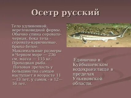 Осетр красная книга