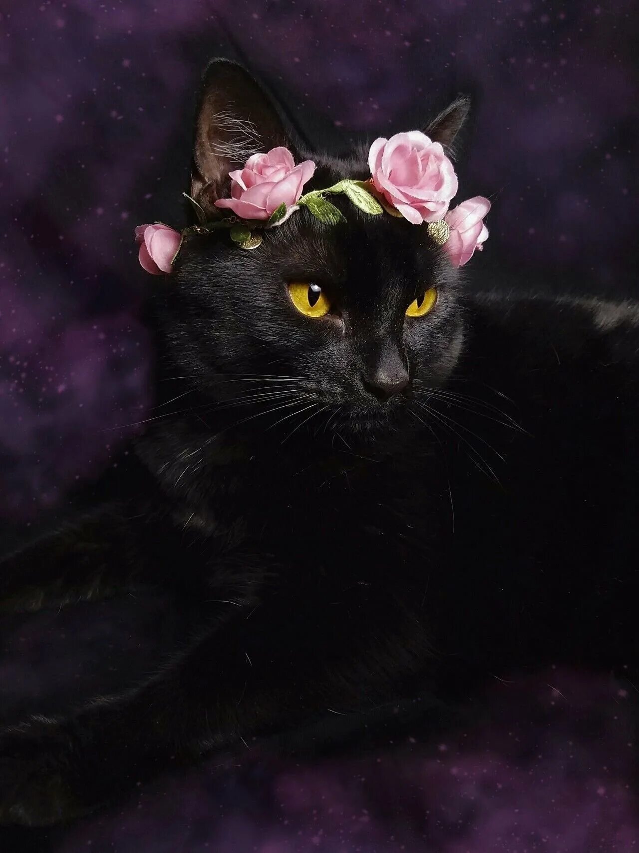 Чёрный кот. Черный Кок. Красивый черный кот. Красивая черная кошка. Черно розовую кошку