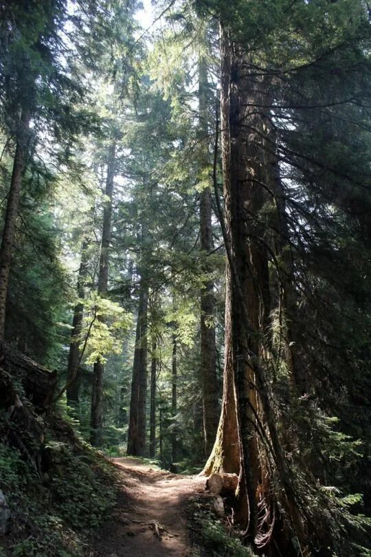 Невероятный лес. Атмосферный лес. Northern Forest. Wald.