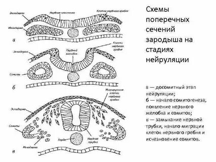 Эктодерма нервные клетки