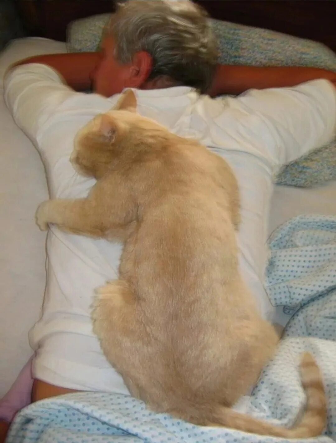 Лечат ли кошки людей. Кошки лекари. Кот со спины. Коты которые спят на спине. Котенок на спине.