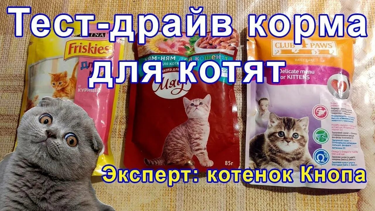 Какой корм давать котенку. Корм для вислоухих котов. корм для шотландских вислоухих котов. корм для шотландских вислоухих котят. корм для котят шотландцев.