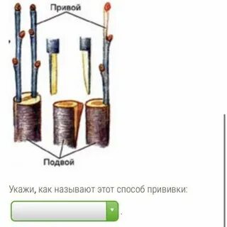 Расположите в правильном порядке пункты инструкции