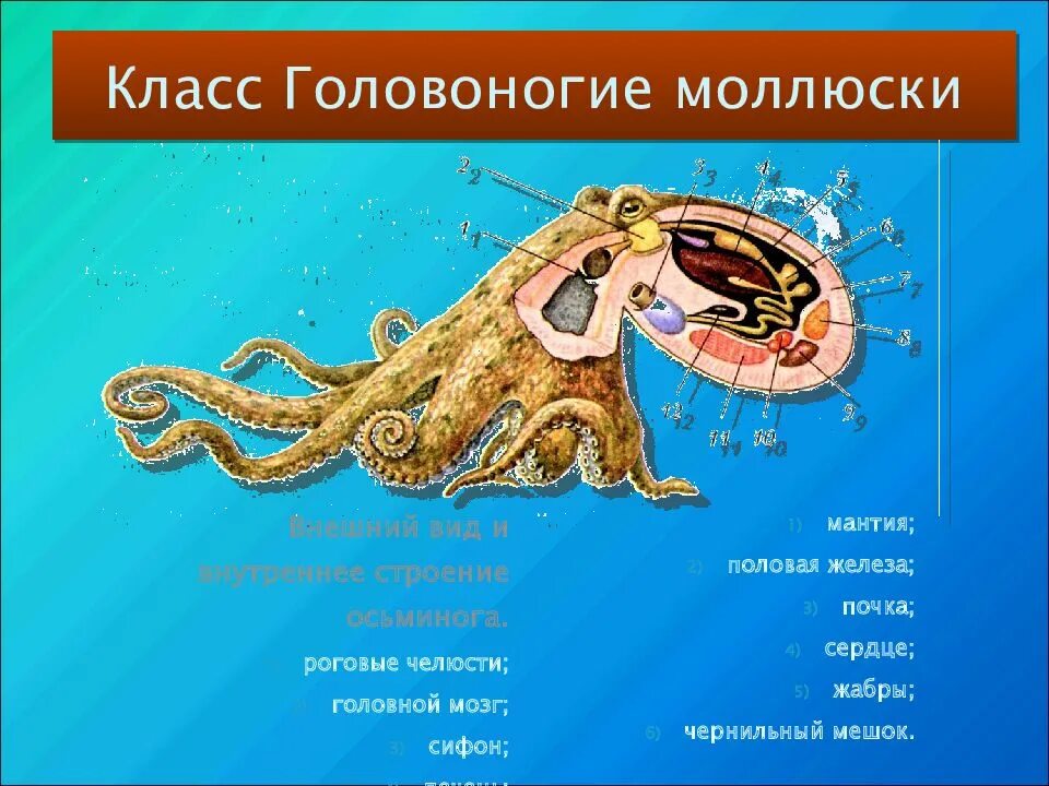 Тип головоногие моллюски. Тип головоногие моллюски