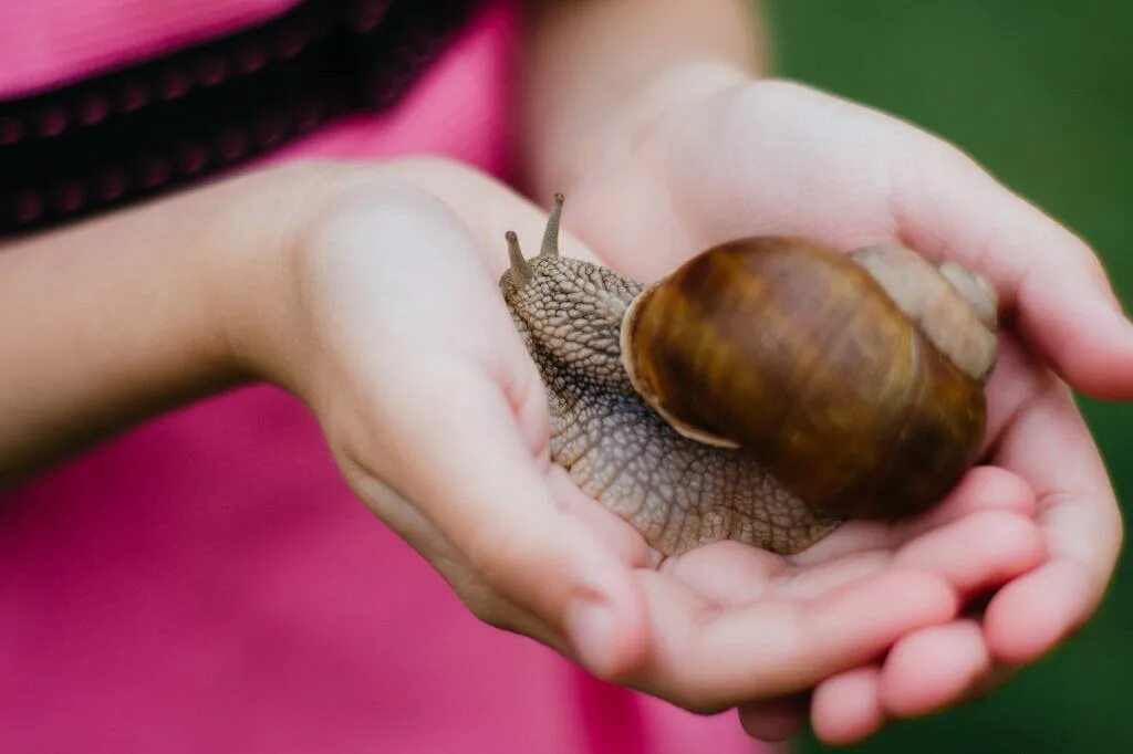 Улитка Helix pomatia. Виноградная улитка. Крупная Виноградная улитка. Большие виноградные улитки.