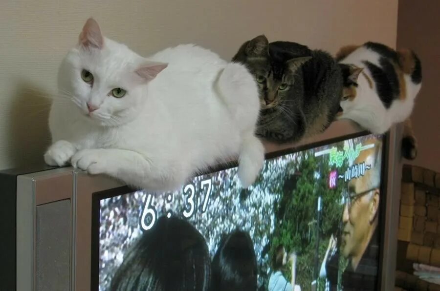 Кот и телевизор. Кот на телике. Кот на плоском телике. Кошка на телевизоре. Песня пойду по тонкому за тобой