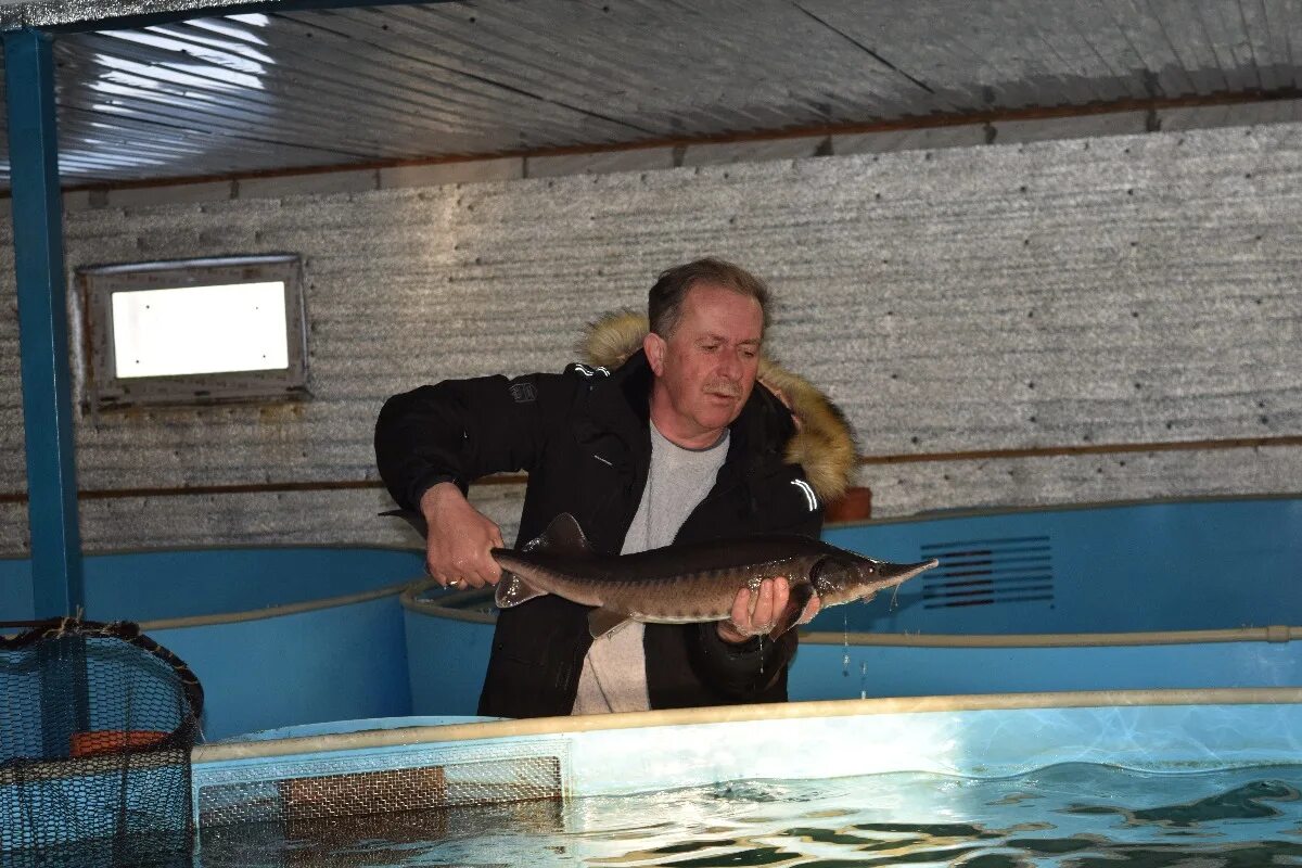 Поймал большую рыбу рисунок. Парень держит в руках большую рыбу. Рыбачить вектор. Акула бизнесмен. Рыбачить вектор.