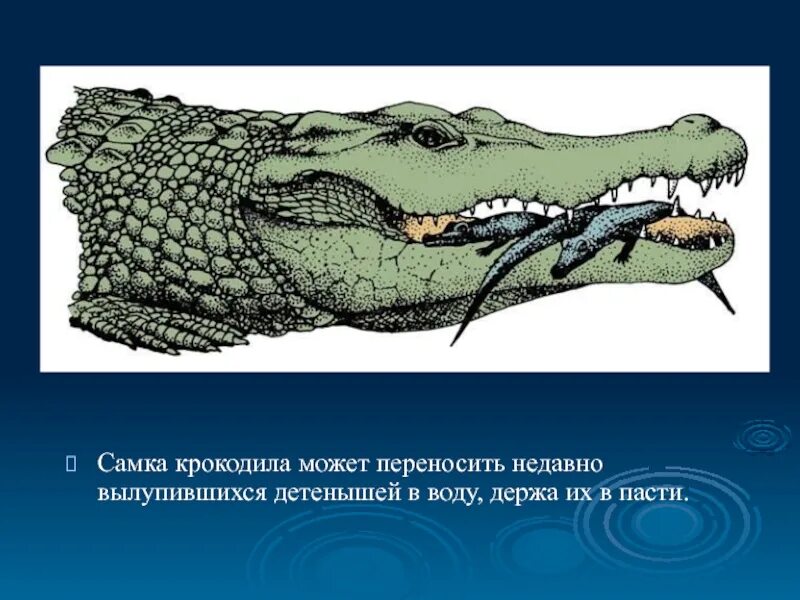 Яйцекладущих пресмыкающихся. Рептилии презентация. Самка крокодила. Пресмыкающиеся презентация. Презентация пресмыкающиеся рептилии.