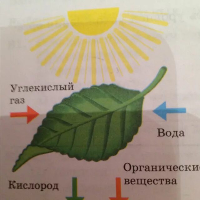Процесс фотосинтеза процесс. Схема фотосинтеза у растений. Фотосинтез рисунок. Фотосинтез это в биологии.