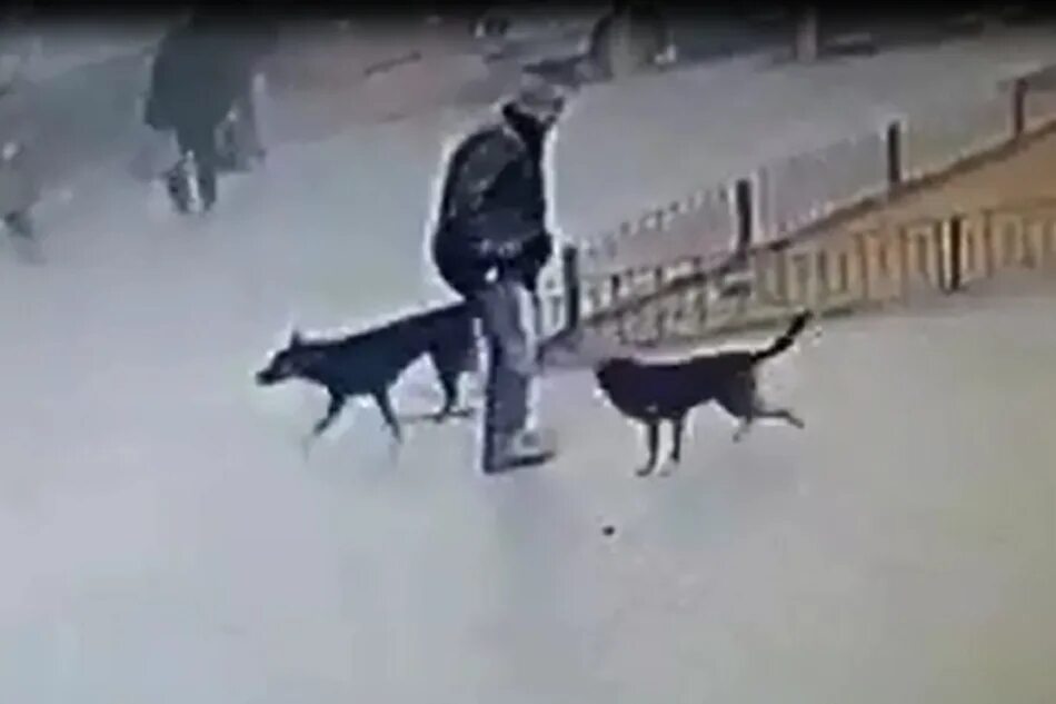 собаки на подают на человека. бродячие собаки загрызли. бездомные собаки нападают на детей. бродячие собаки загрызли. якутия собаки.