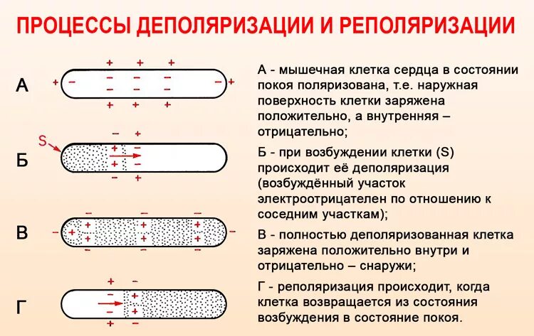 Деполяризация и реполяризация сердца. Деполяризация мембраны это. Деполяризация это. Деполяризация сердца.