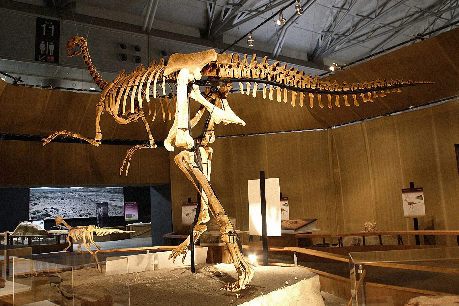 Гигантораптор. Гигантораптор скелет. megaraptor скелет. дейнохейрус кости. дейнохейрус скелет.