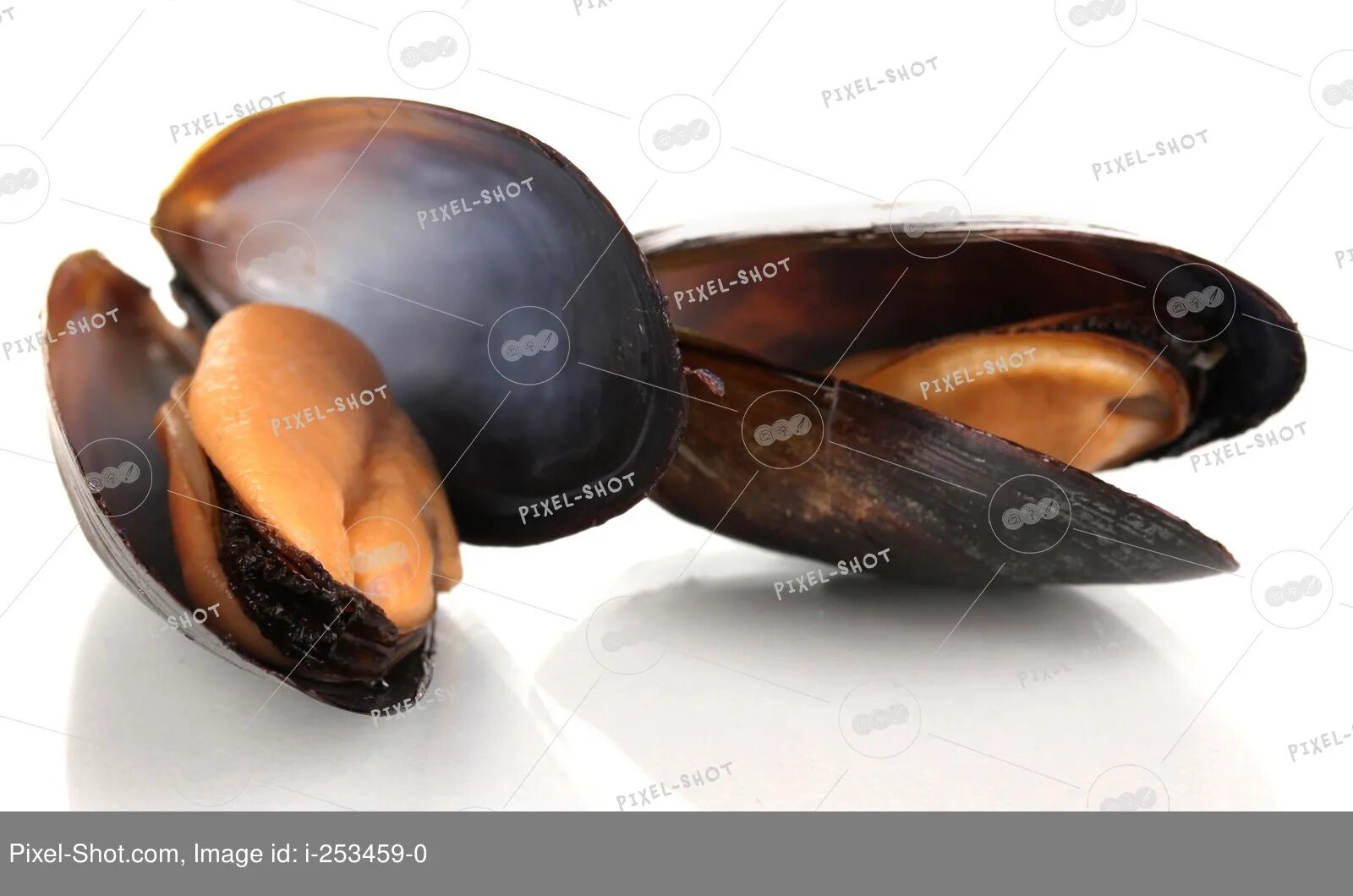 Мидии большие. Мидии на белом фоне вид сверху. Мидии новозеландские. Мидии осака. Мидии в скорлупе.