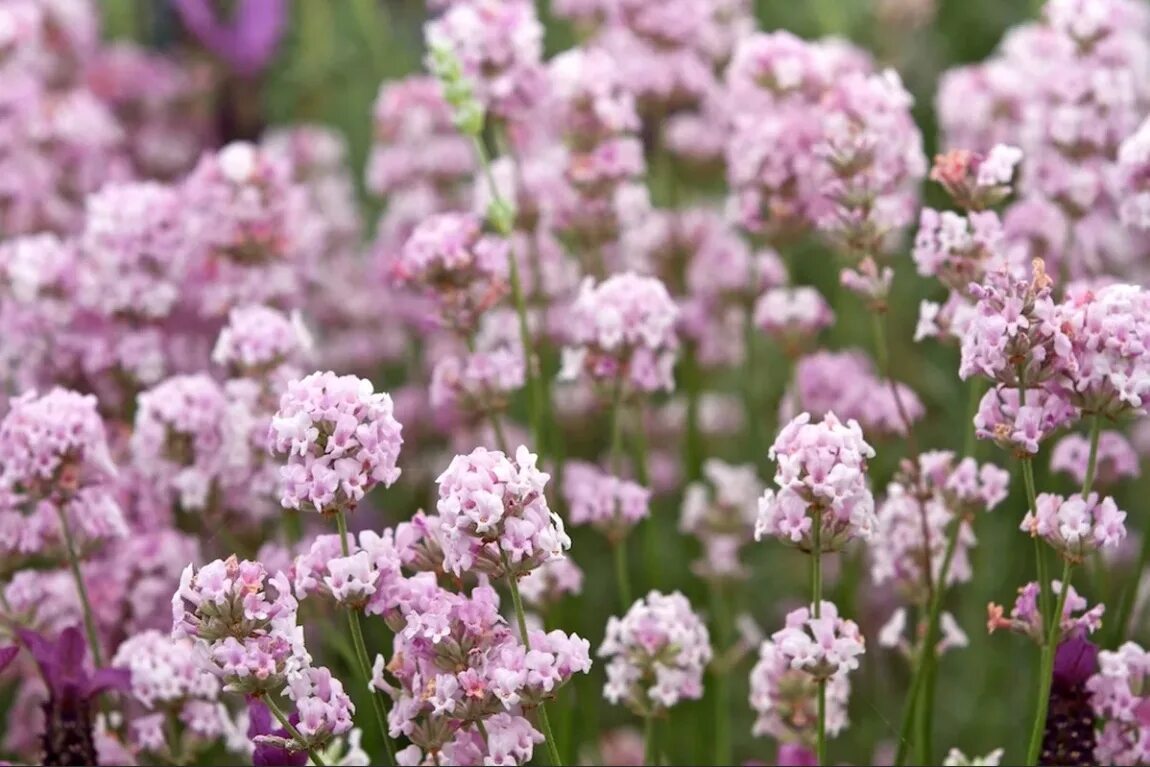 Small fruits online sale, your best choice for buying Aromatic Herbs, Lavenders 