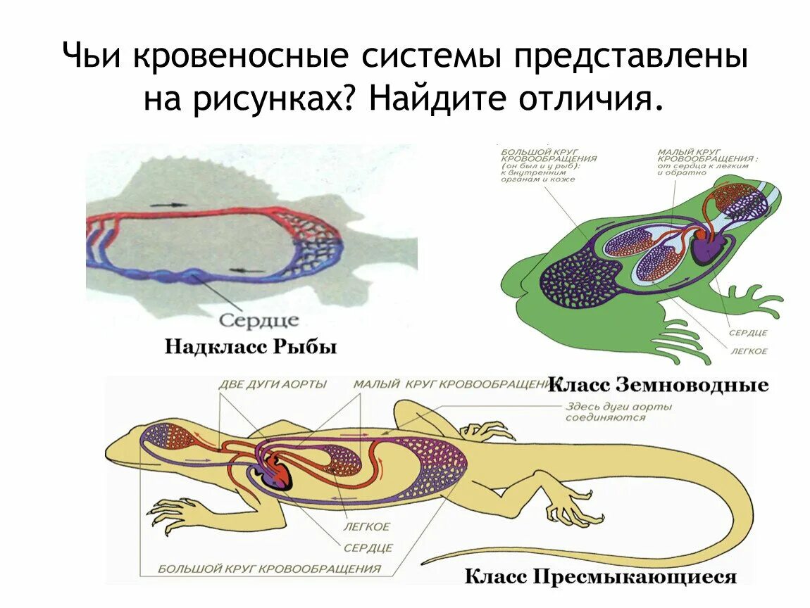 Замкнутая кровеносная система у животных. Замкнутая и незамкнутая кровеносная система у животных. Строение кровеносной системы. Кровеносносная система.