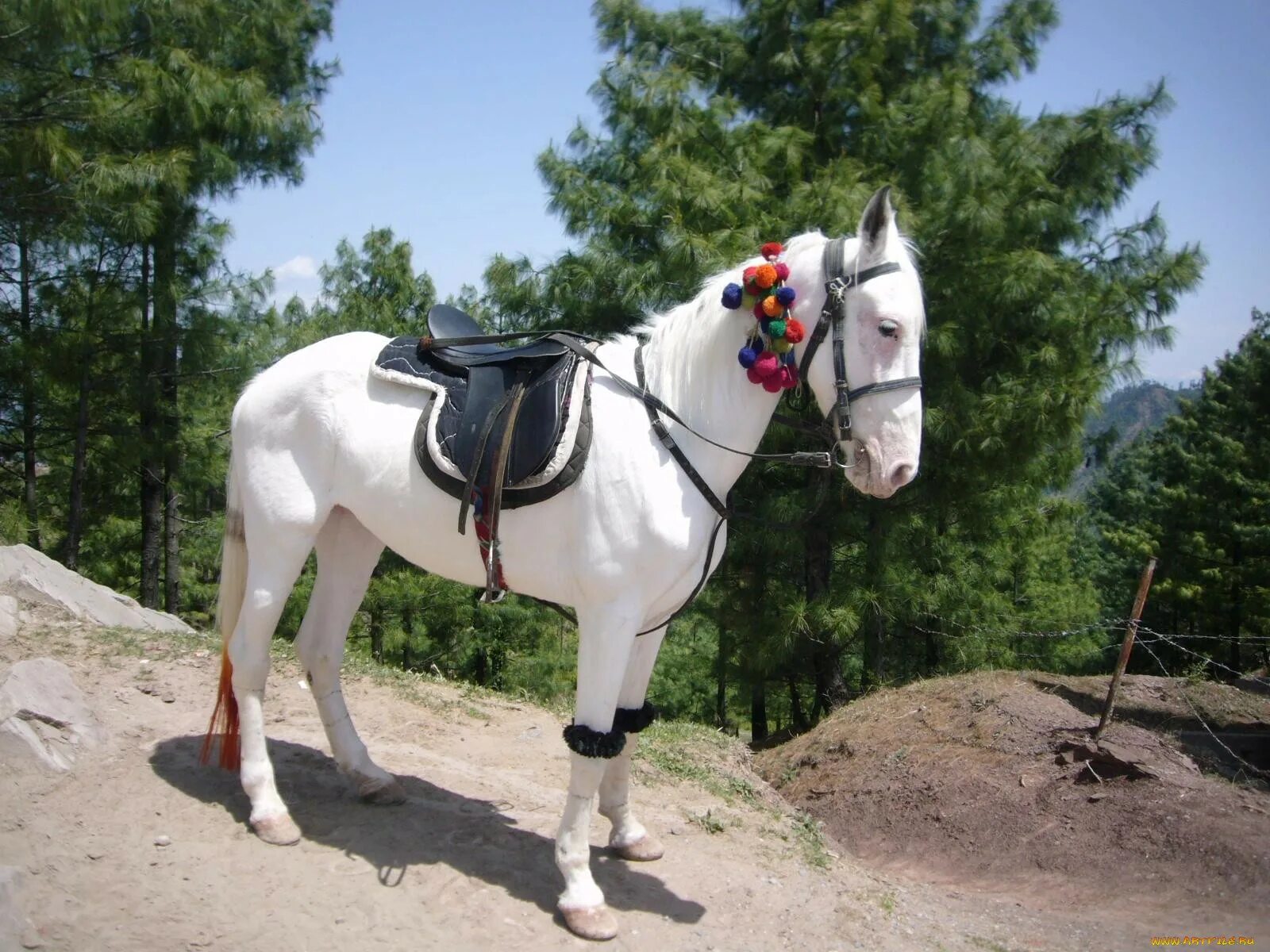 100 лошадок. Картинки лошадей. Доминантно белая лошадь. Белая лошадь в три четверти. Фото лошади 2014.