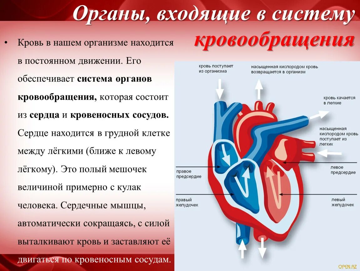 Система органов кровообращения. Циркуляция крови в сердце. Строение организма сердце. Сердце орган кровообращения.