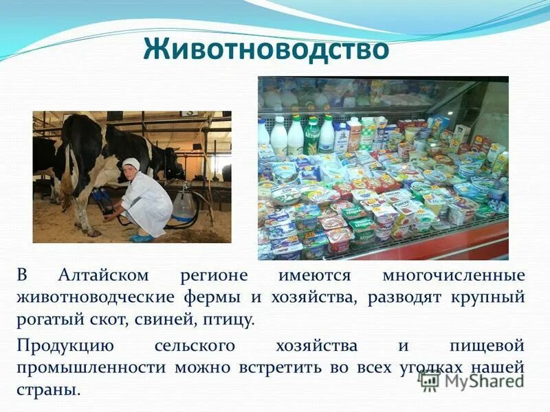 Тест животноводство в нашем крае 4 класс. Презентация для 3 класса экономика алтайского края. экономика нашего края. отрасли экономики алтайского края 3 класс. экономика алтайского края презентация.