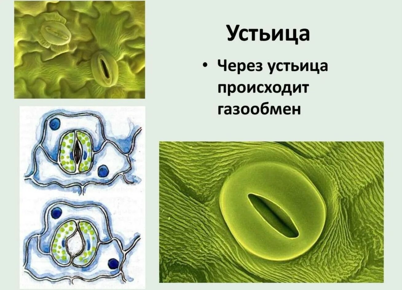 Что такое устьица 6 класс кратко. Строение устьица листа биология 6. строение устьица 6 класс биология. устьица на листе растения. устьица обеспечивают процессы.