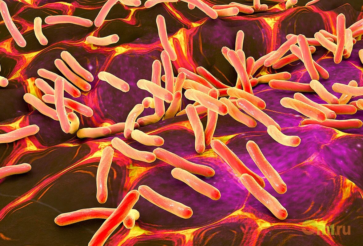 Клостридиум диффициле. Clostridium сапрофиты. Термофильные клостридии. Ботулизм сальмонеллез