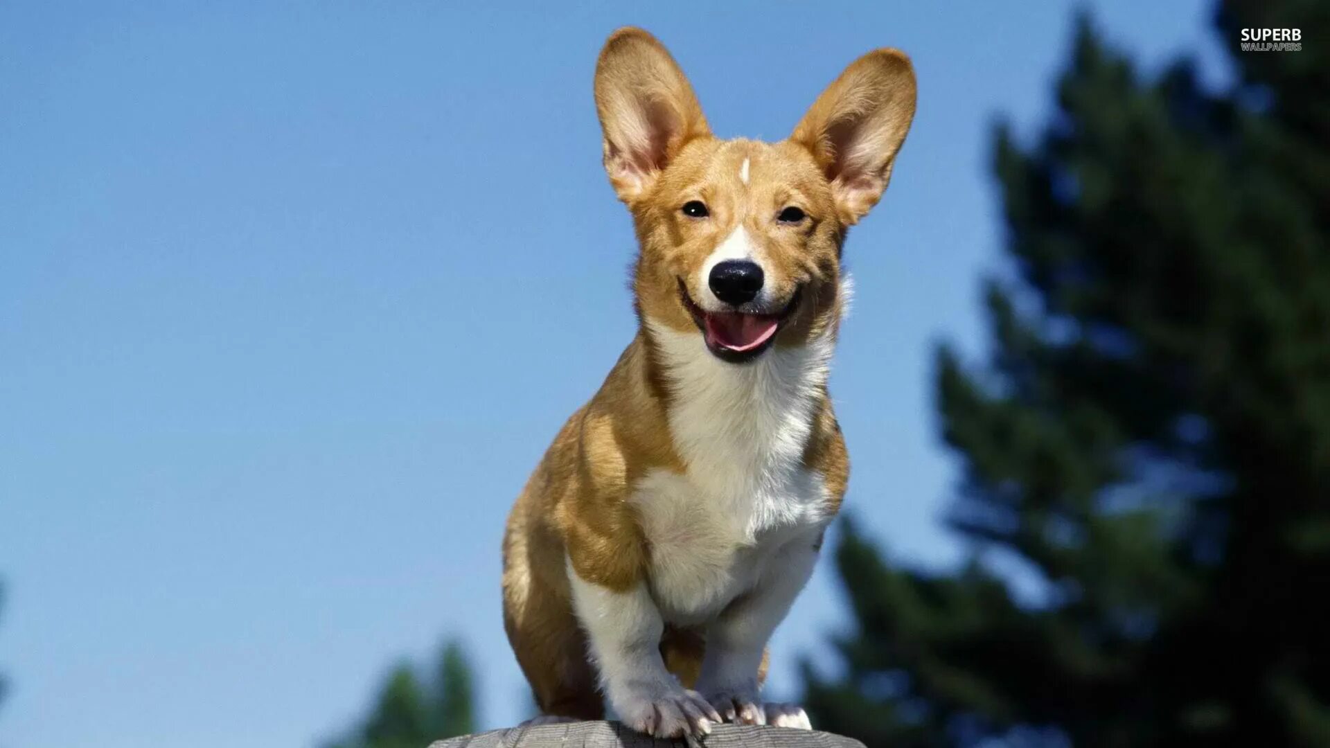 Ibizan Hound Dog Breed Information Hound puppies, Dog breeds, Hound dog breeds