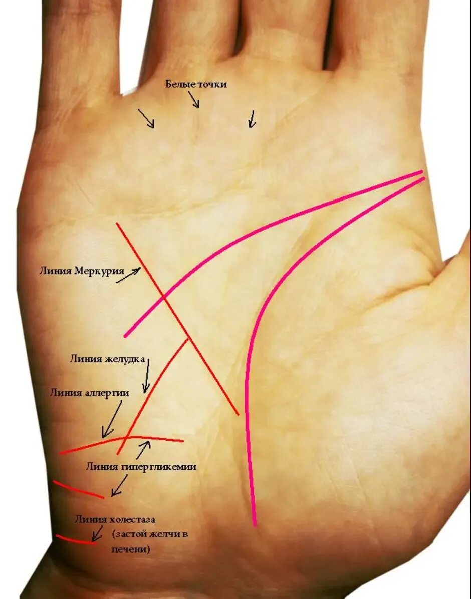 Линия жизни на руке значение у женщин. Линия Меркурия на ладони. Хиромантия линия Меркурия. Линия печени на руке. Линии судьбы.