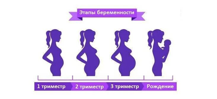 Беременность первого триместра форум. Стадии беременности 1 триместр. Первый второй третий триместр беременности по неделям. 1 Триместр беременности по неделям. 1 Триместр 2 триместр 3 триместр беременности по неделям.