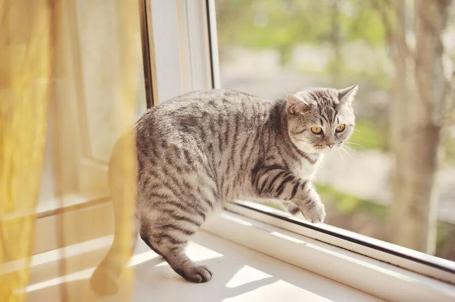 Пластиковые окна кошки. Кот на окне. Котик у окна. Кошки на окошке. Кошка на подоконнике.