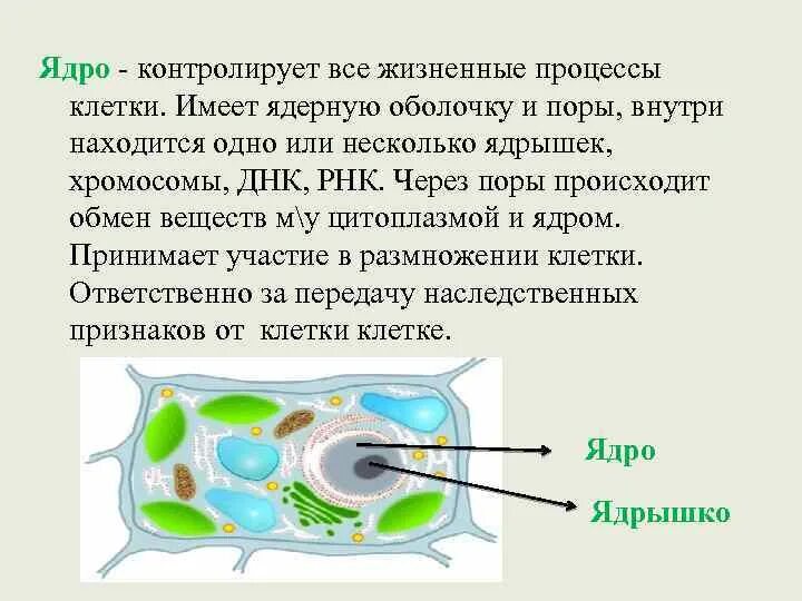 Растительная клетка обмен веществ. Процессы внутри клетки. Процессы в растительной клетке. Жизненные процессы клетки. Основные жизненные процессы клетки.