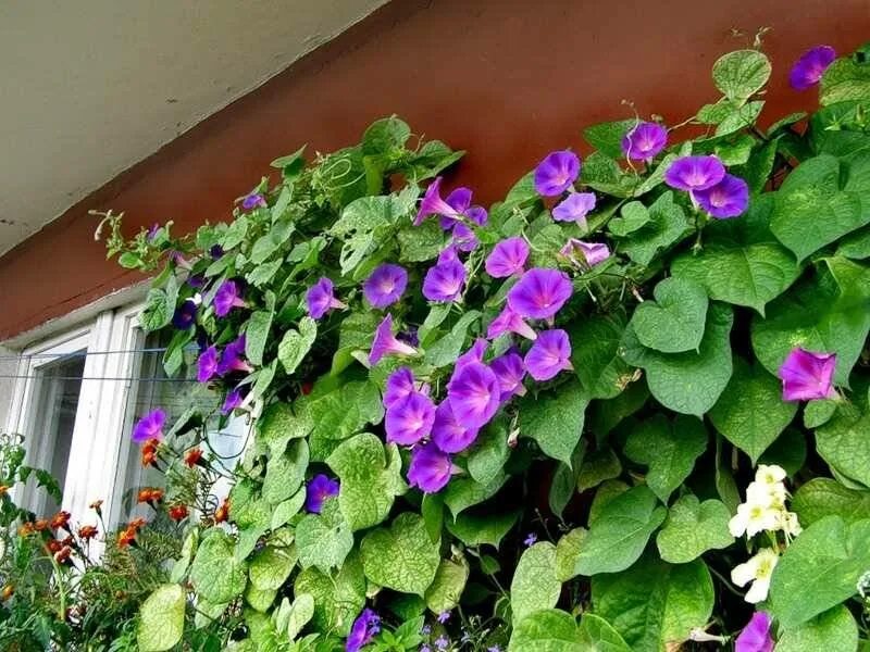 Какой вьюн посадить. Ипомея плющевидная. вьюн ипомея.