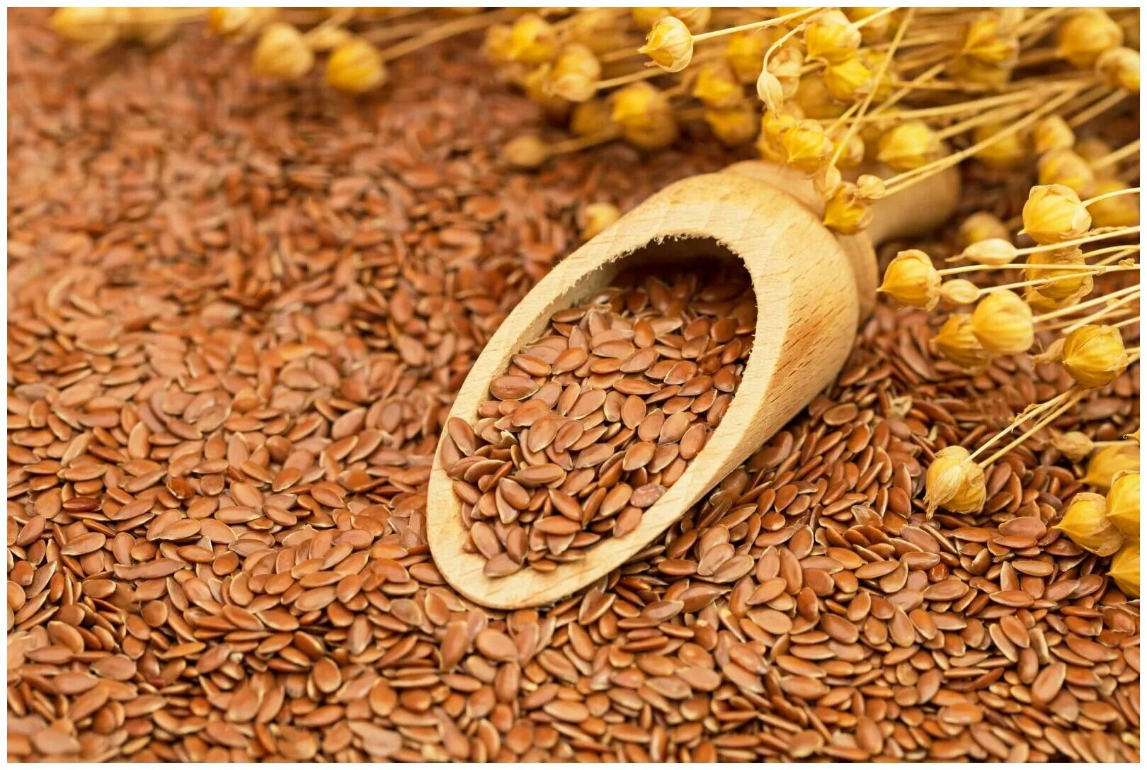 семена белого льна 200г. семена льна и грецкий орех. светлый лен семена. семена льна. льняные семечки.