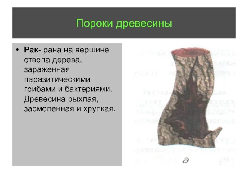 Юра здесь бичует. Обуревать. Бичуем. Пастуший кнут. Бичивать.