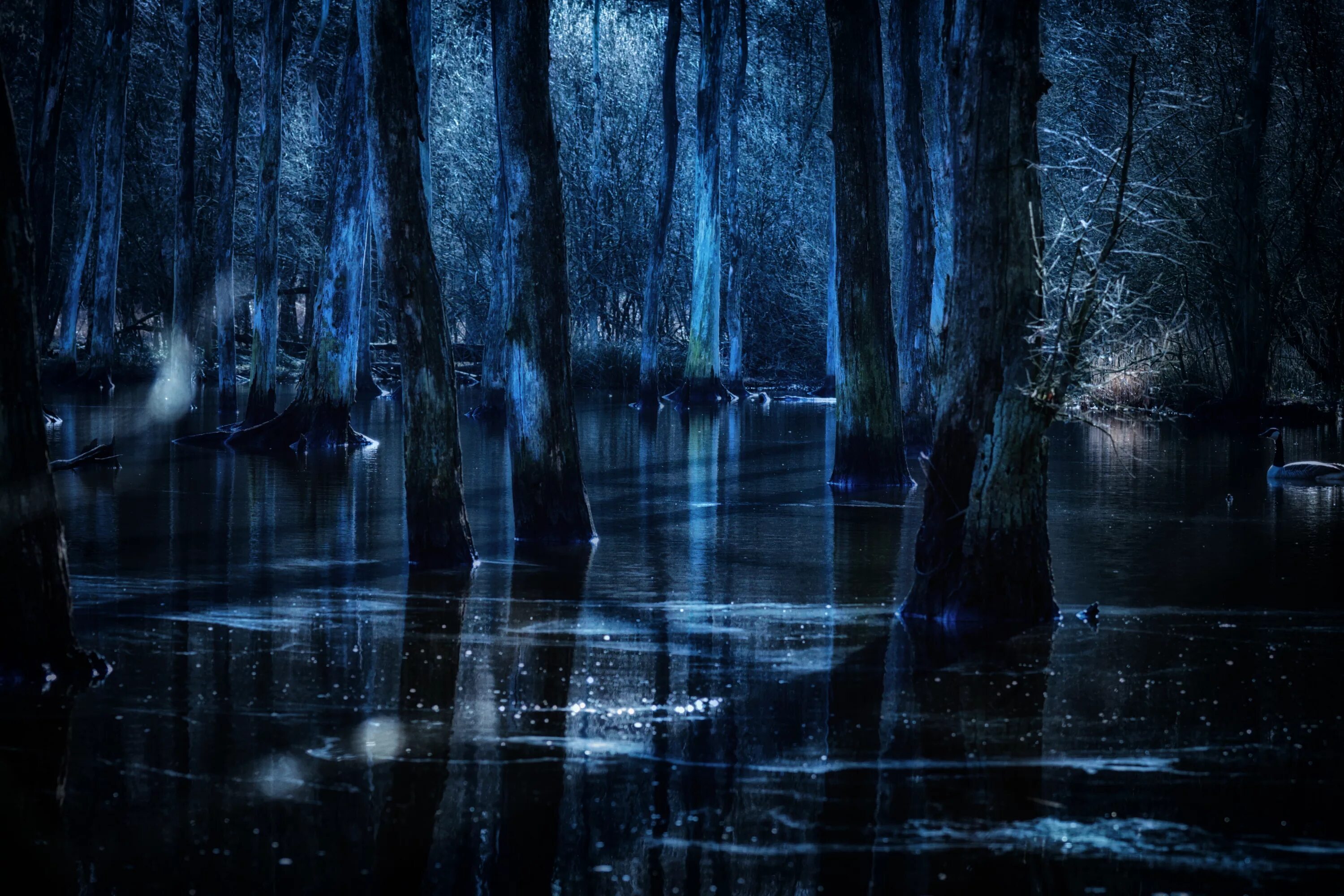 Тьма есть вода. Темный лес. Мрачный лес. Болота ночью. Мистический фон.