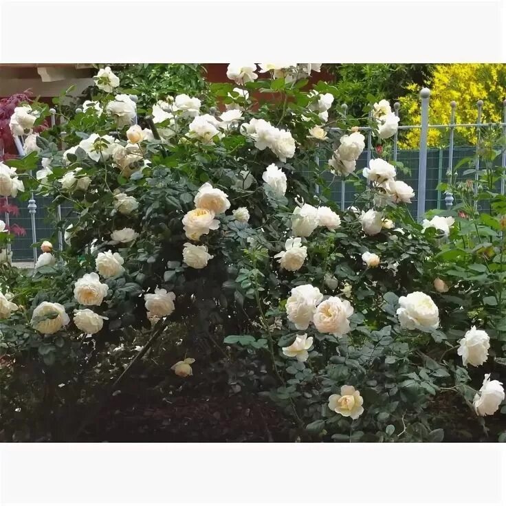 Crocus Rose Небольшие цветники, Розы, Красивые розы