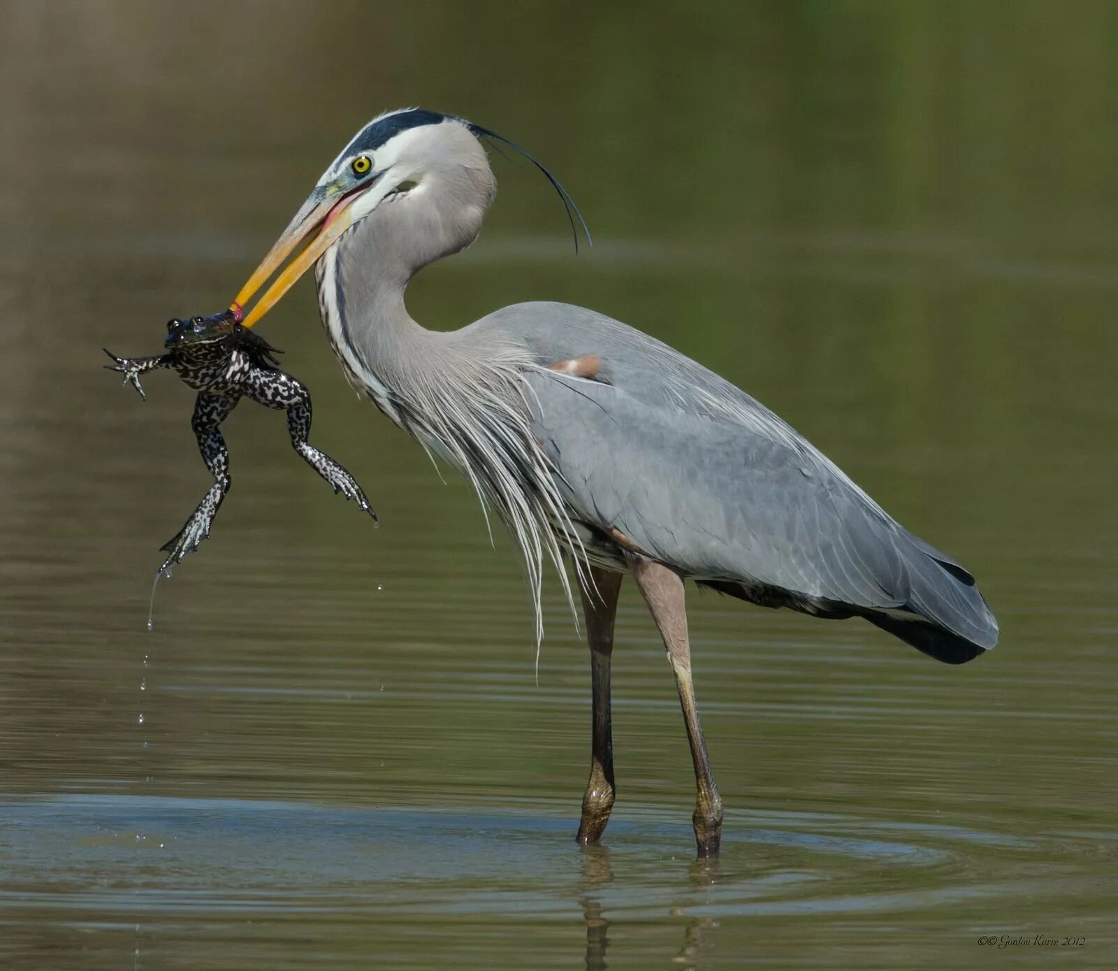 Цапля с лягушачьим именем. Great blue heron ardea herodias. серая цапля ест лягушку. голенастые аистообразные. серая цапля питается.
