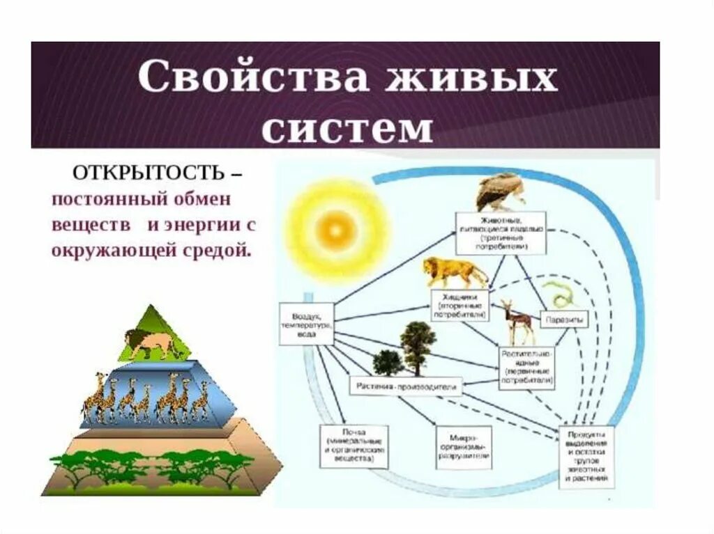 Открытость в биологии. Открытость свойство живого. свойства биологических систем. признаки живого открытость. свойства живых систем открытость.