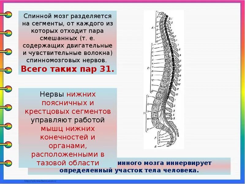 Расположение отделов спинного мозга. Структуры спинного мозга строение и функции. Спинной мозг вид сбоку. Строение сегмента спинного мозга. Строение спинномозгового сегмента.