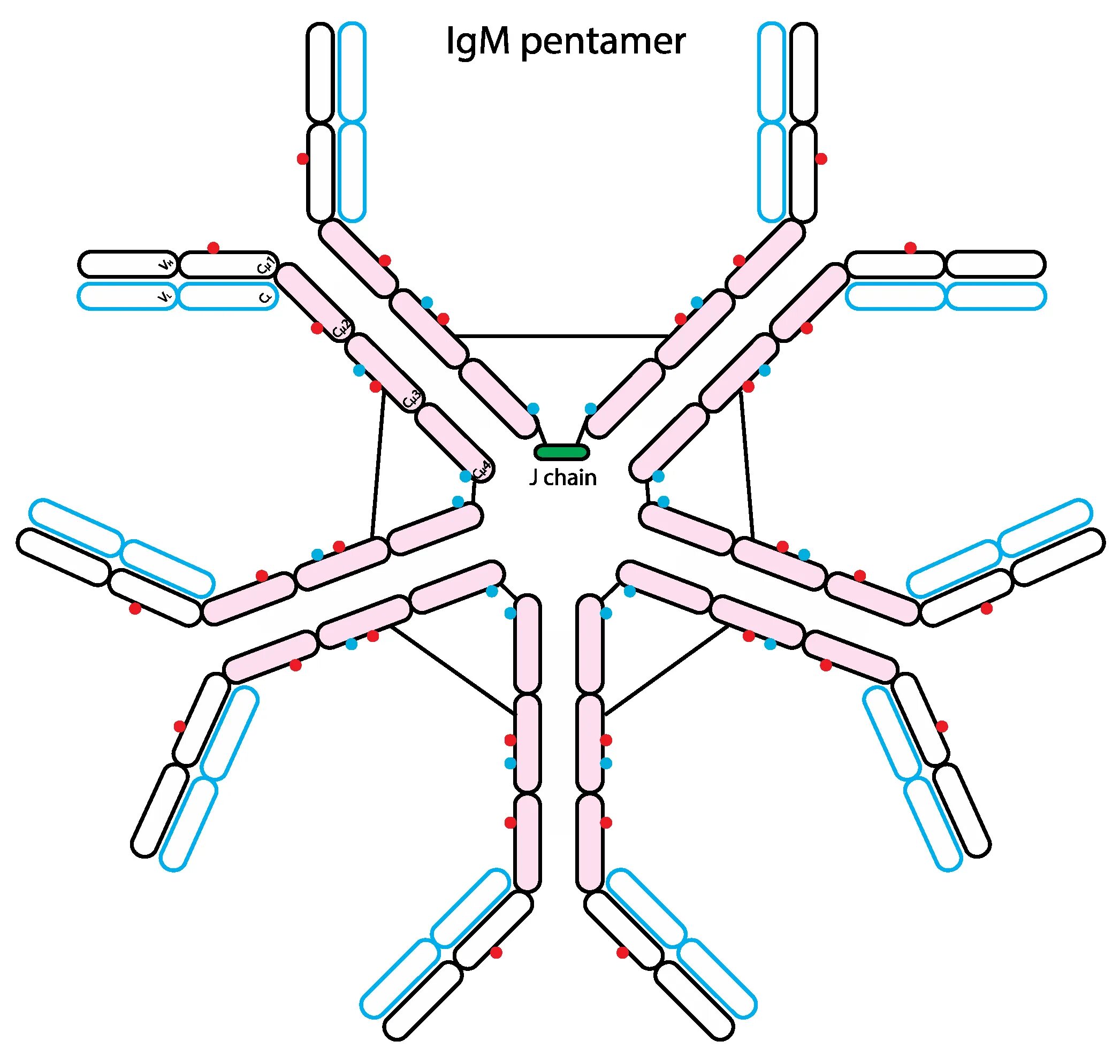 Иммуноглобулин igm igg. IGM строение иммуноглобулина. Структуры антител IGM. Иммуноглобулины антитела IGM. IGM антитела строение.