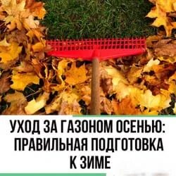 Когда удобрять газон осенью