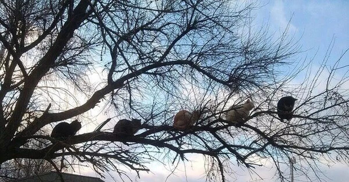 Скворец на березе. Грач птица гнездо. Скворец в скворечнике. Коты на деревьях. Коты прилетели.