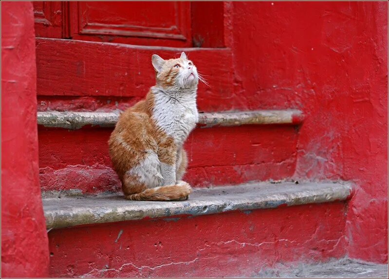 Деревенская кошка. Кошки на крыльце. Кот в деревне. Кошка спит на окошке. Пушистый кот на крыльце.