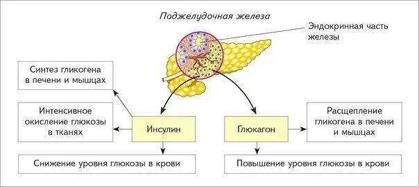 Поджелудочная железа строение и функции. Поджелудочная железа строение и функции. Функции поджелудочных желез. Поджелудочная функции кратко. Поджелудочная железа функ.