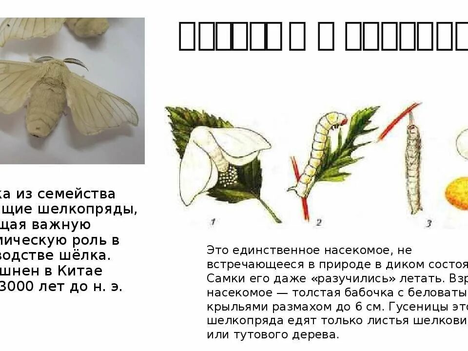 Определите тип развития животных тутовый шелкопряд. Тутовый шелкопряд кокон. строение бабочки тутового шелкопряда. внешнее строение тутового шелкопряда. тутовый шелкопряд шелководство.