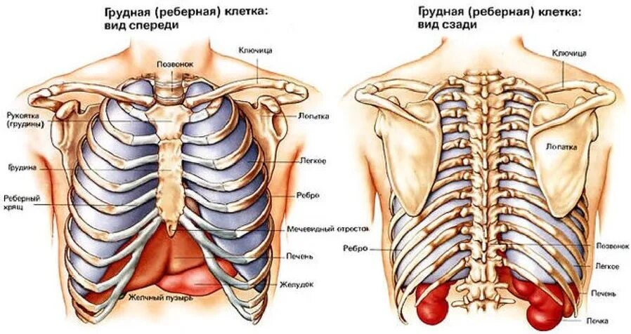 Анатомия скелет грудной клетки ребра Грудина. Скелет грудной клетки женщины спереди с названием. Грудная клетка строение анатомия кости. При вдохе болят ребра спереди