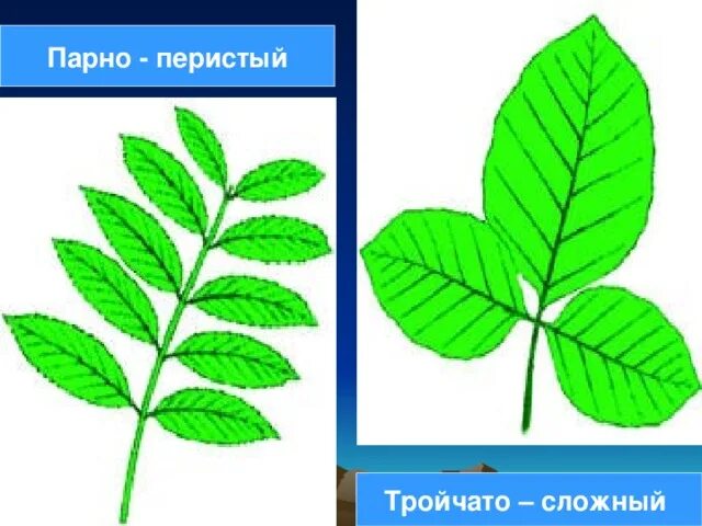 Внешнее строение листа малины. Внешнее строение листа малины