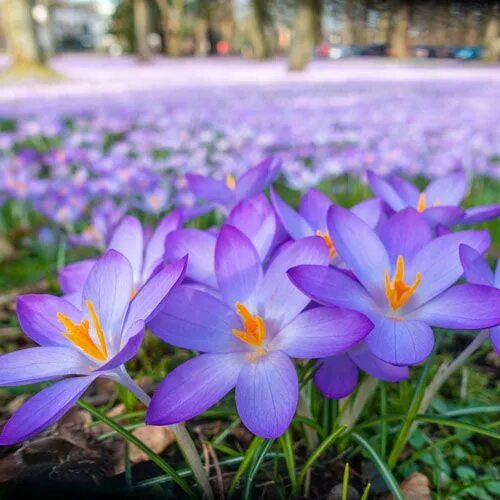 Гражданин белоруссии крокус. Крокус tommasinianus Barr's Purple. Крокус Таун. Крокус Barr's Purple купить.