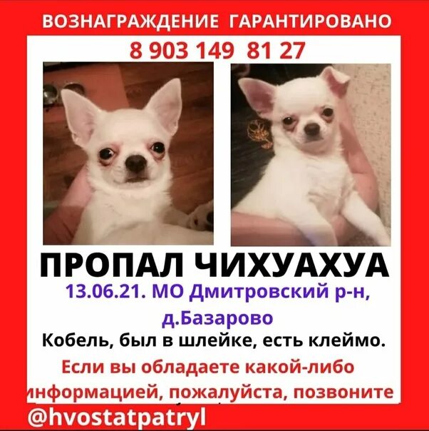 Песня в ее черепной коробке нету чихуахуа. Пропала чихуахуа. потерялась чихуахуа. потерялся чихуахуа санкт-петербург. потерялся чихуахуа дмитров.