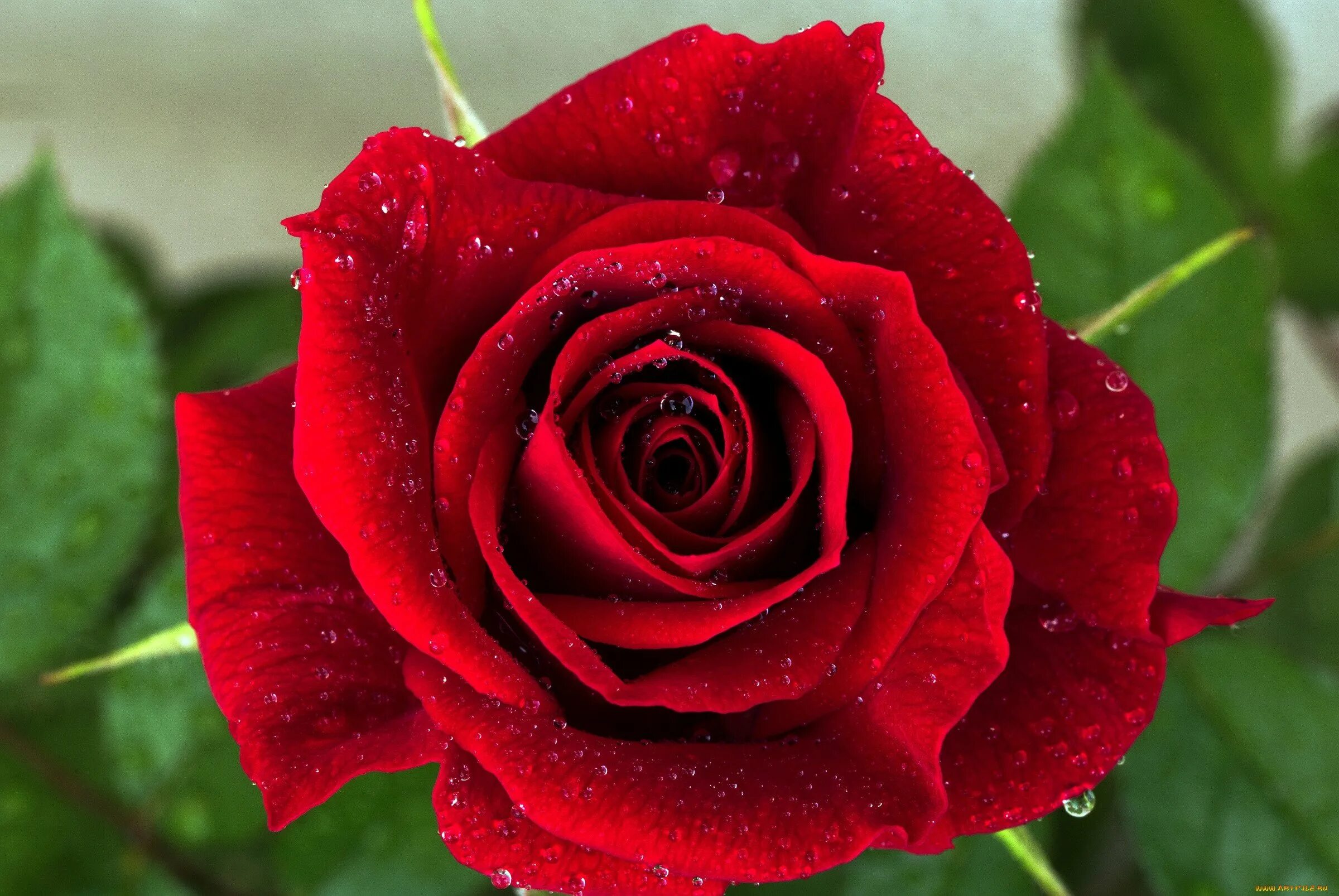 Бутон красной розы.